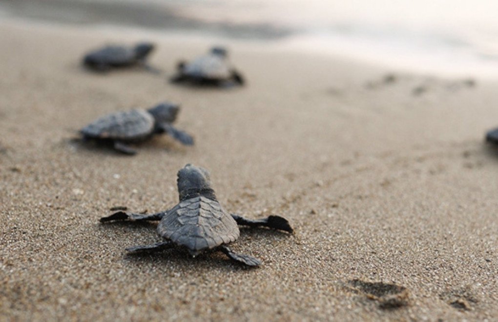binlerce yavru kaplumbağaları sahile bırakıldı